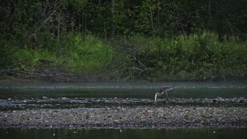 A great blue heron bends down over shallow river water while holding an unusually large prey in its bill. The heron repeatedly attempts to maneuver the oversized fish into its mouth, keeping the fish close to the rocky riverbed as it struggles to position it. The fish appears too large for the heron to swallow easily, and the clip ends with the heron holding its head and the fish close to the surface of the shallow water. Captured in slow motion, this footage documents an unusual wildlife feeding attempt.