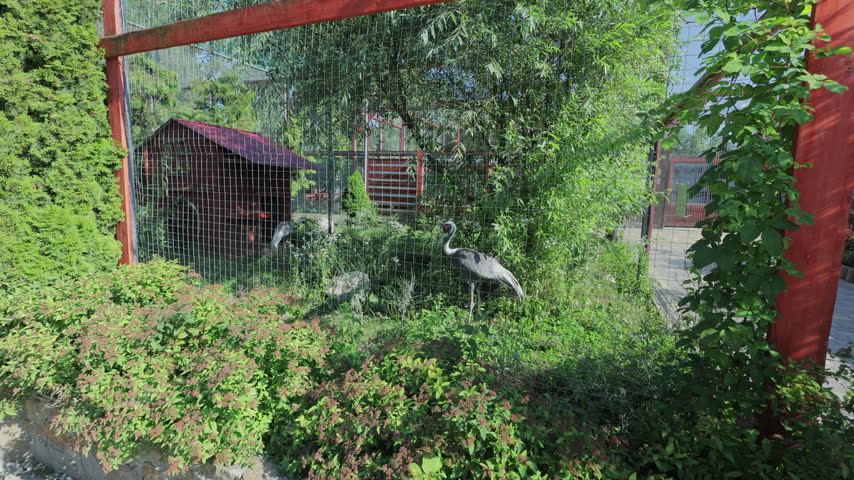 Gray crane with a reddish head walks through dense vegetation behind a wire mesh fence. Trees, shrubs and a wooden shelter surround the bird inside a sunlit outdoor enclosure.