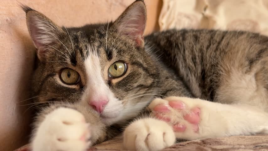 Close up of tabby cat lying down showing pink paw pads, peaceful pet.