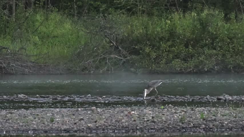 A great blue heron struggles to maneuver an unusually large fish farther into its mouth while standing in shallow river water. The heron remains bent forward as it repeatedly adjusts the fish and attempts to position it for swallowing. Around the middle of the clip, the heron begins walking through the shallow water while continuing to hold the partially swallowed fish. It eventually stops and remains standing with the large fish still extending from its bill. Captured in slow motion, this footage shows an unusual and challenging wildlife feeding attempt.