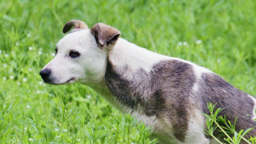 Medium shot of white and gray mixed breed dog standing amidst lush green grass, looking around in natural outdoor setting.