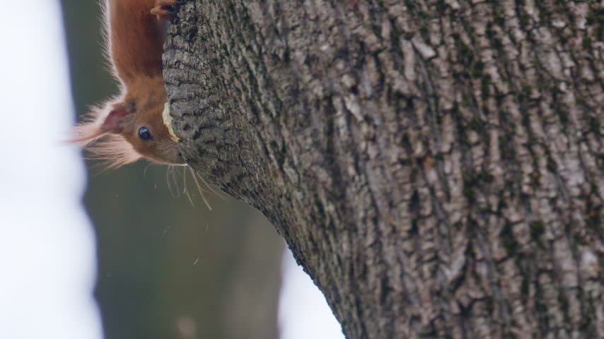 Close up of cute red squirrel eating on a tree trunk before climbing up. Vertical format video of wildlife in nature.
