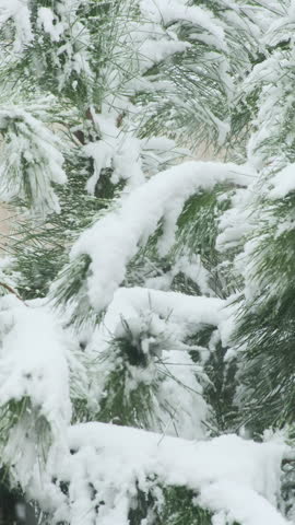 Close up shot of pine tree branches heavily covered with fresh white snow in a peaceful winter forest landscape, highlighting nature, winter season, Christmas weather, and wilderness concepts.