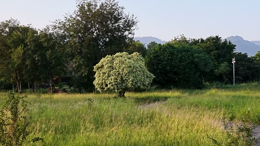 Tall grass and a rounded shrub stand before dense trees and distant hills in a rural landscape