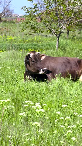 Cow Sleeps in the Meadow. Brown Animal Chews Grass and Rest. Agriculture and Home Husbandry