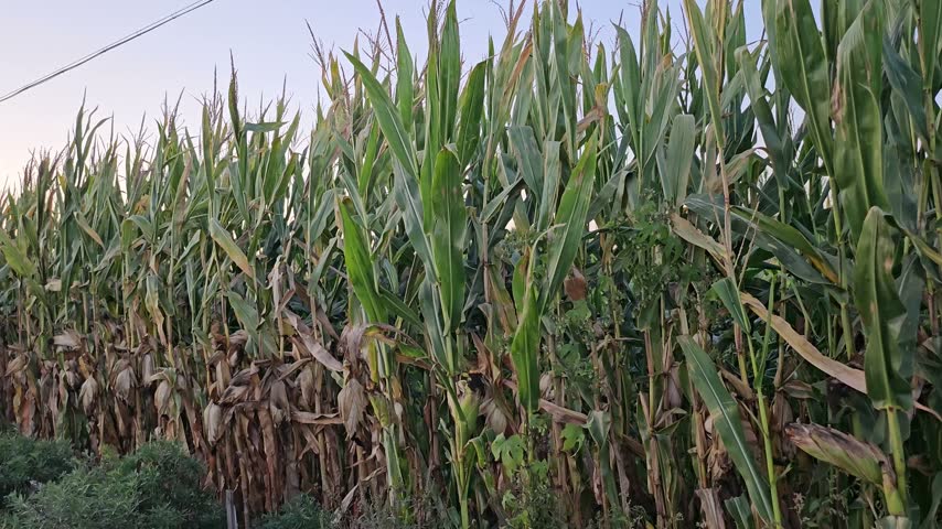 A mature corn field with tall maize plants growing in the rural countryside, showing dense rows of crops, green leaves, corn ears, and natural agricultural scenery.