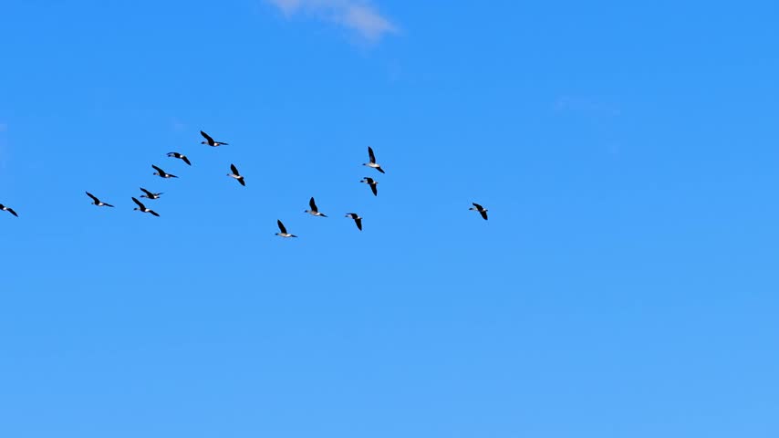 Tracking 4K footage of a group of wild geese flying freely across a clear blue sky, capturing their natural flight and graceful movement.