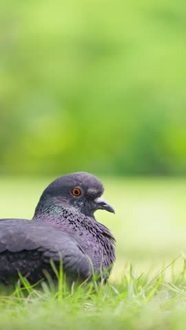 Head shot of sitting pegion
