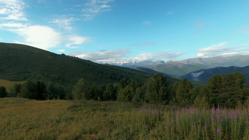 Mountain valley displaying purple wildflowers blooming across meadow, coniferous forest covering slopes, snow capped peaks visible beyond, clear blue sky featuring soft clouds.