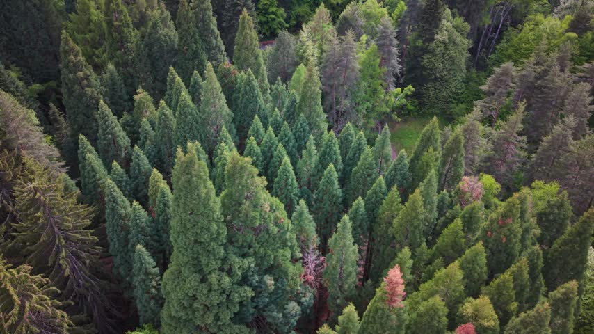 Aerial view over densely packed conifers and mixed trees, revealing varied crown shapes and shades of green across a wooded hillside in daylight.