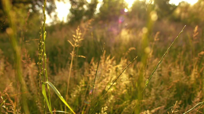 Meadow of long grass with sunlight background close up zoom out shot slow motion selective focus