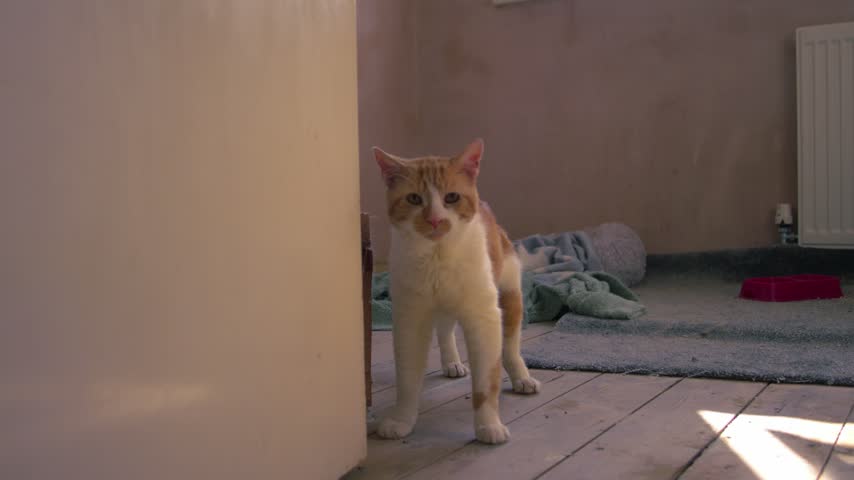 Ginger red and white pet cat stands in doorway medium zoom slow motion shot selective focus