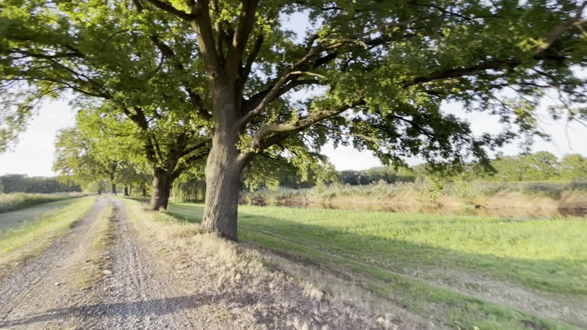 Moving view along a tree-lined country road in Herzberg (Elster), Brandenburg, Germany