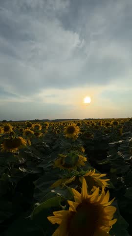 Panoramic view of vast sunflower field at sunset with golden sunligh