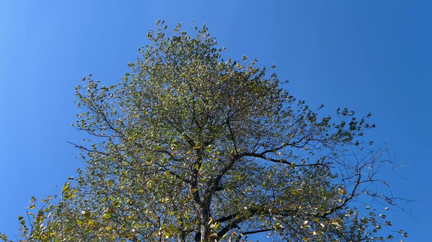 Green leaves on a tall tree sway continuously in the wind against a clear blue sky.