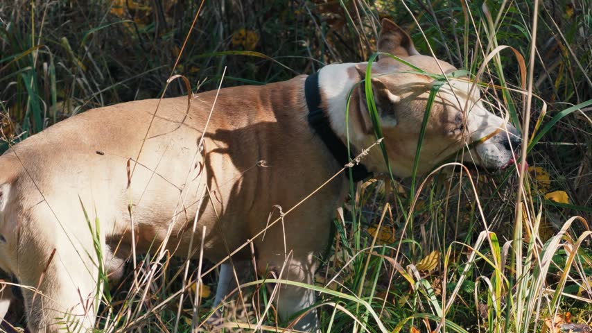 A dog standing in tall grass.