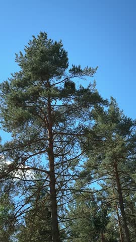 Pine Trees Sway Gently Beneath a Clear Blue Sky