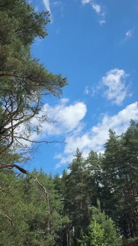 Pine Forest Beneath Drifting Clouds
