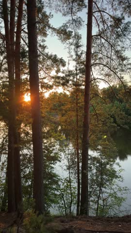 Sunlight Glows Through Pines Beside a Forest Lake