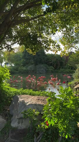 Flamingos Wade and Feed in a Shaded Pond