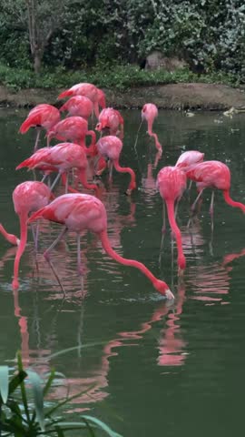 Pink Flamingos Wading and Feeding in a Pond