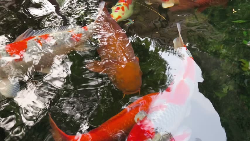 Close-up view of colorful koi fish moving through reflective pond water, showing vivid patterns, flowing movement, and shimmering natural reflections.