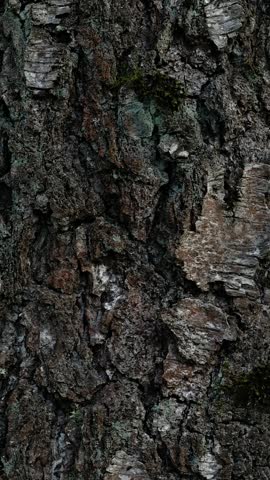 Close-up of a tree trunk with moss growing on it.