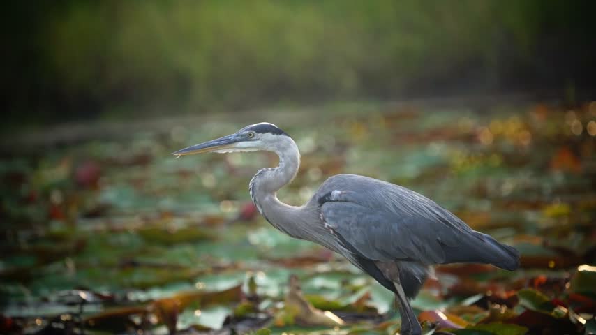 Heron standing in shallow wetland water and defecating in a natural habitat. Wildlife footage showing natural bird behavior among aquatic plants.