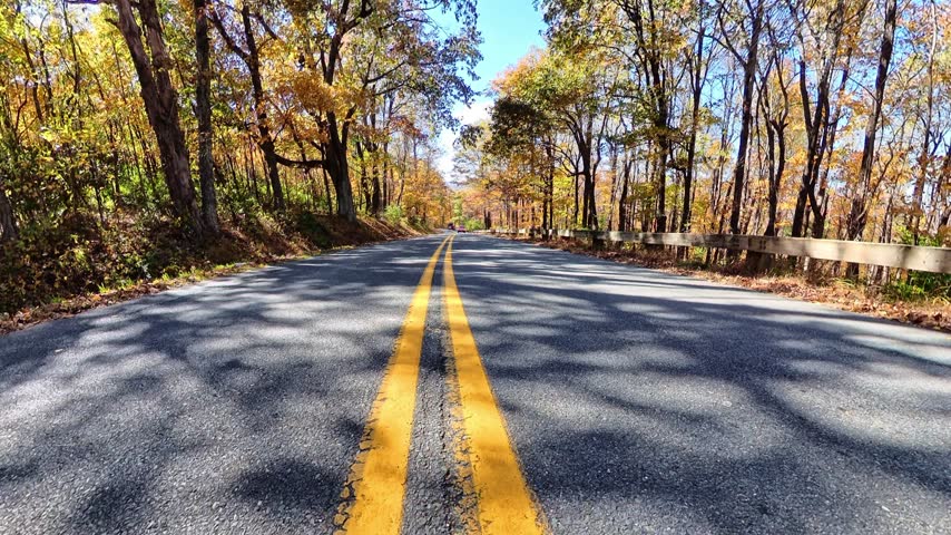  low asphalt perspective opens into golden forest canopy above the Virginia roadway.