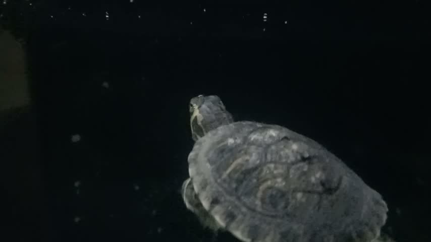 The video features a fascinating close-up of an aquatic turtle eating its food inside a clear tank at night. The turtle swims gracefully toward the surface to grab its meal floating on the water, creating a beautiful mirror reflection of its face against the surface. Its distinctive shell patterns, striped neck, and natural feeding behavior are beautifully showcased under focused lighting against a dark, dramatic background. This captivating clip perfectly captures the routine and calm nature of feeding time for aquatic reptiles.