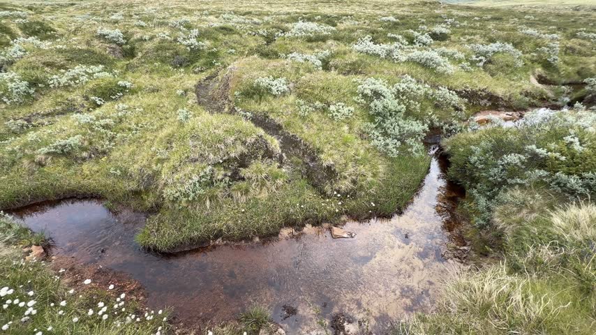A small stream crosses a marked walking trail through moss and dwarf shrub on the Dovrefjell plateau.