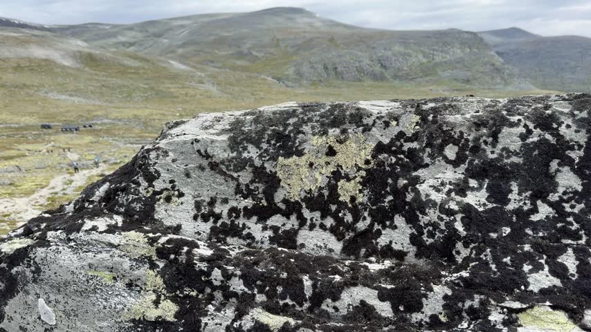 A lichen covered boulder slides out of frame to reveal a trail crossing the wide tundra plateau of Dovrefjell.