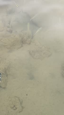 Sergeant major fish in clear shallow water near rocks Egypt. Hurghada.Siva Golden Bay Makadi