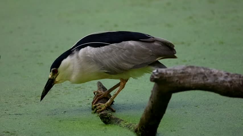 adult black crowned night heron perched on a log on the water luring fish using bill vibrating 