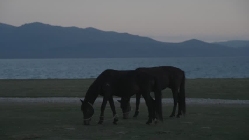 Two horses grazing by Song-Kol lake at blue hour, Naryn Region, Kyrgyzstan, Central Asia.