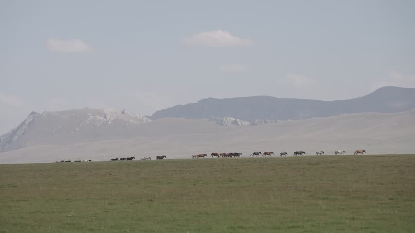 Herd of horses walking in line across the steppe, Naryn Region, Kyrgyzstan, Central Asia.