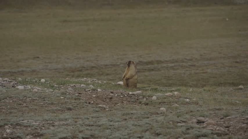 Marmot standing alert on the steppe, Naryn Region, Kyrgyzstan, Central Asia.