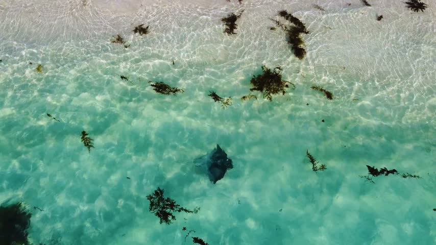 Aerial top-down view of a southern stingray gracefully swimming in clear turquoise water