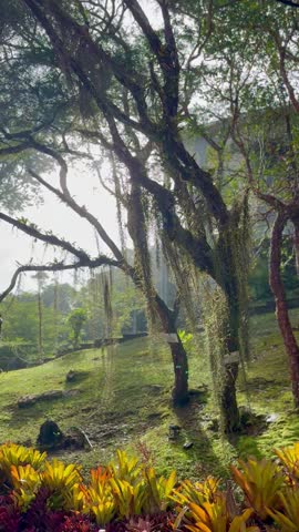 Scenic Malaysian landscape captured, highlighting the contrast between green fields, mossy forests and mountains.