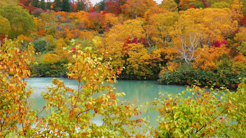 A beautiful turquoise lake surrounded by dense autumn woodland filled with vibrant golden, orange, red, and green foliage. Foreground branches frame the calm water while colorful trees create a striking natural landscape, showcasing the seasonal beauty of a peaceful forest lake.