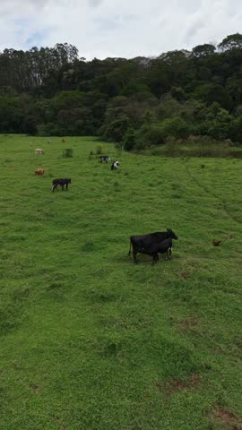 Cattle grazing on lush green pasture at a rural farm, representing livestock agriculture, beef production and the economic importance of animal husbandry. Cows and calves feeding on natural grass illustrate traditional ranching practices and the early stages of the bovine meat supply chain, connecting agricultural land management with food production and commercial farming.
Beef cattle operations play a significant role in agribusiness, supplying livestock for processing, butcher shops, supermarkets, restaurants and the broader food industry. Pasture-based systems rely on grazing areas, herd management, veterinary care and breeding programs to support animal development. These activities contribute to rural employment, agricultural markets and consumer demand for products such as steak, barbecue cuts and fresh meat.
This photograph captures everyday life on a cattle farm, highlighting the relationship between livestock, natural resources and the agricultural economy. The scene is suitable for themes involving beef industry, ranch management, food security, animal nutrition, sustainable land use and the journey from farm to table.