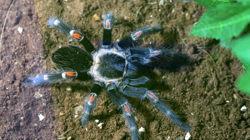 Large, colorful tarantula rests on rich soil. Its legs display vibrant orange markings. Green foliage appears in the background. The scene captures natural insect behavior in a controlled habitat