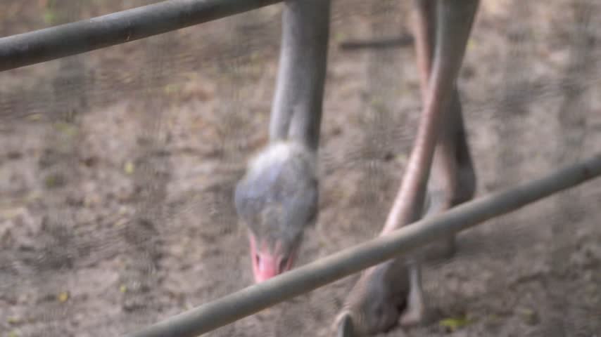 Ostrich eating bird feed and seeds from sandy ground, ostrich head close up with beak pecking food.
