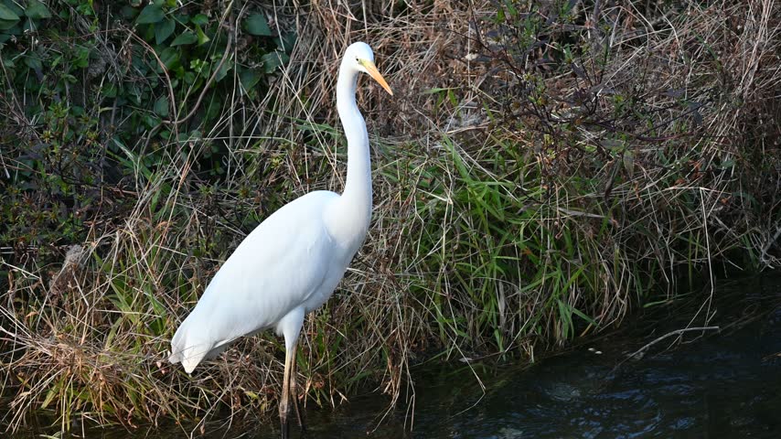 A graceful white egret standing alert by the calm water