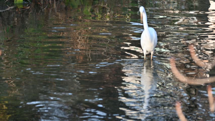 A beautiful white egret standing gracefully by the water in a serene natural environment.