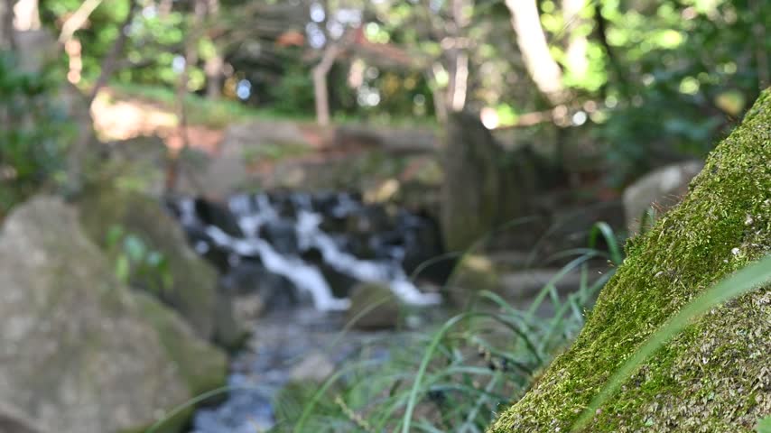 A tranquil forest stream flowing over mossy rocks with sunlight filtering through the trees.