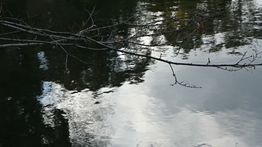 Withered branches extending over the tranquil surface of a pond with gentle ripples and reflections.