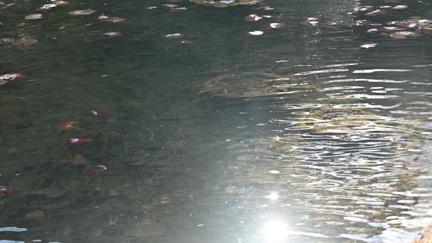 A serene pond landscape with water lily leaves gently swaying on the surface with shimmering sunlight reflections.