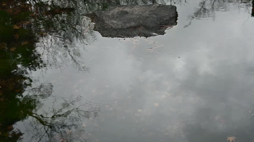 Raindrops falling on a calm pond surface creating ripples in a tranquil Japanese garden.