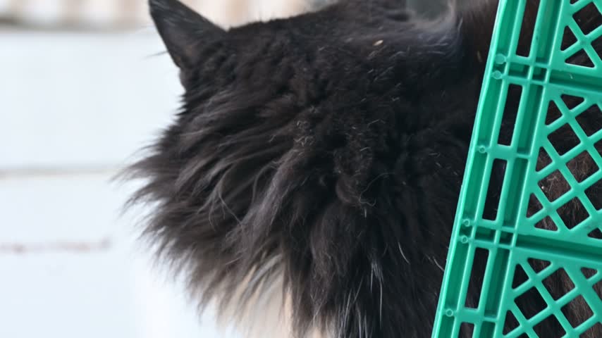 A cute black cat peeking out from behind a green case indoors.
